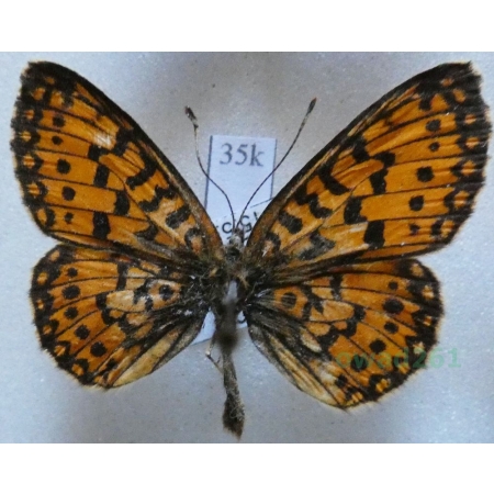 Boloria selene (Denis & Schiffermüller, 1775) male Dostojka selene Czech35k
